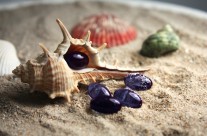 Shell